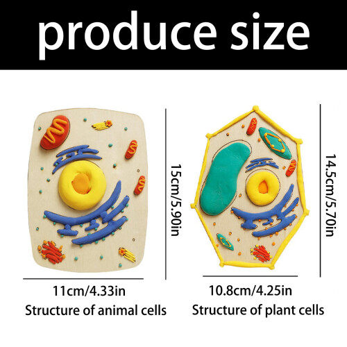 Educational Wood Cell Model Building Set with Clay Materials 2