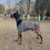 Strange Dog Tattooed Pattern Four-legged Apparel Pet-XXL 3