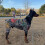 Strange Dog Tattooed Pattern Four-legged Apparel Pet-XXL 6