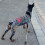 Strange Dog Tattooed Pattern Four-legged Apparel Pet-XXL 7