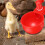 Αυτόματο μπολ ποτίστρας κοτόπουλου σε συσκευασία 6 τεμαχίων, πλαστικό, 10x6x6 3