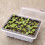 Wamans seedling tray with lid and ventilation 1 pack 3