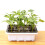 Wamans seedling tray with lid and ventilation 1 pack 4
