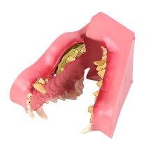 Modèle de dents de chien pour l'éducation, la formation aux