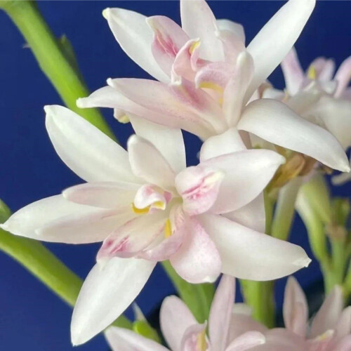 Βολβοί Tuberose Αρωματικοί Πολυετείς - Συσκευασία των 10