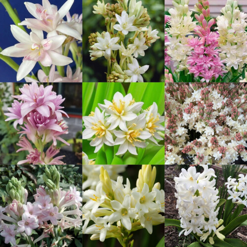 Βολβοί Tuberose Αρωματικοί Πολυετείς - Συσκευασία των 10 1