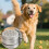 6 Metal Dog Scent Training Vessels Produced For Scent 2