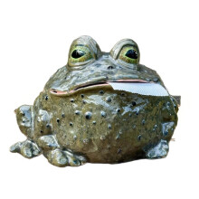 Practical Hand Paint Toads Tissue Case Bring Fun To Your Space