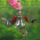 Ταΐστρα από γυαλί Hummingbird, χειροποίητη, φυσητή εξωτερική διακόσμηση κήπου 5