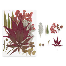 Dried Plant Craft Supplies For DIY Bookmarks Resin Jewelry-F