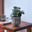 Elegant Buddhas Head Planter With Drainage Hole Cement 3