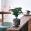 Elegant Buddhas Head Planter With Drainage Hole Cement 6