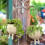 Flower Pot - Swing Face - White - Round - Plastic - For Indoor Plants 5
