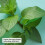 eos 100% Natural- Lip Balm- Sweet Mint 0.14 oz 2