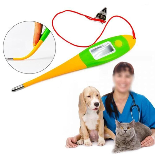 Termómetro electrónico digital para perros, suministros veterinarios. 1