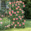 A Frame Metal Garden Trellis for Climbing Plants 4