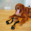 Jouet interactif à mâcher pour chien avec distributeur de 5
