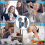 Wireless Lavalier Microphone Compatible with iPhone and Android, 2pcs Noise Cancelling Lapel Mic with LED Display 5