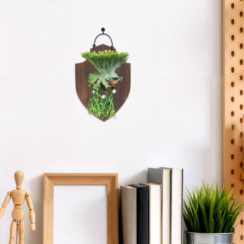 Brown Solid Wood Wall Planter for Ferns Orchid Mount Indoor 2