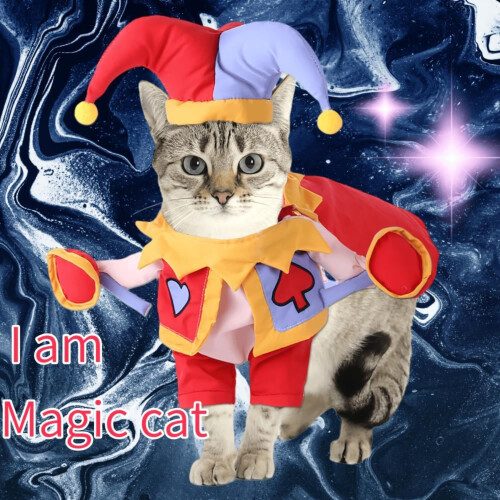 Kattmagisk kostym i sammet Halloween-kostym 1