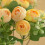 Artificial Silk Wedding Bouquet for Bridal Decor 4