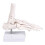 Human Foot Bone Model For Education Clinical Training And 1