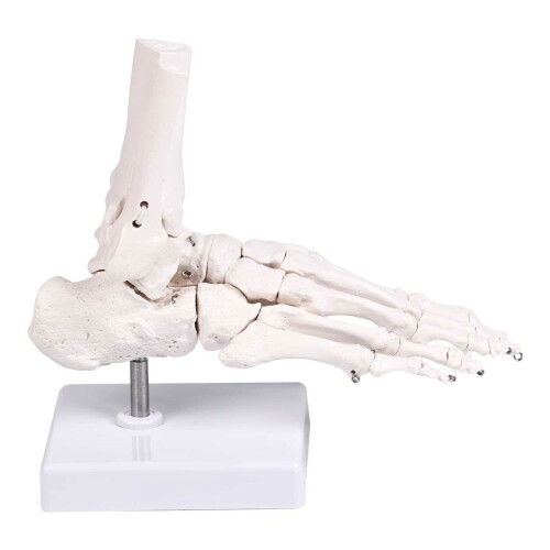 Human Foot Bone Model For Education Clinical Training And