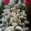 Indoor Christmas Star Lamp Iron Tree Top Star Silver 2