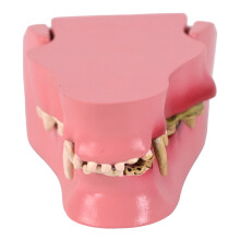 Dog Teeth Model for Education Pet Care Training and Home