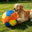 Extra großer, kausicherer Hundeball, aufblasbarer-M 6