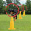 Set of 4 Pet Agility Exercise 2