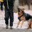 Arm Protection Dog Bite Sleeve Durable Jute Training Pit Bull German Shepherd 3