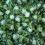 Artificial Rose Vine Garland 6ft with 10 White Roses and 2