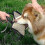 Permanent Dog Training Bite Tug Toy with 3 Handles Leash Bite Pad 5