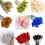 Fleurs séchées de queue de lapin (50 pièces) 2