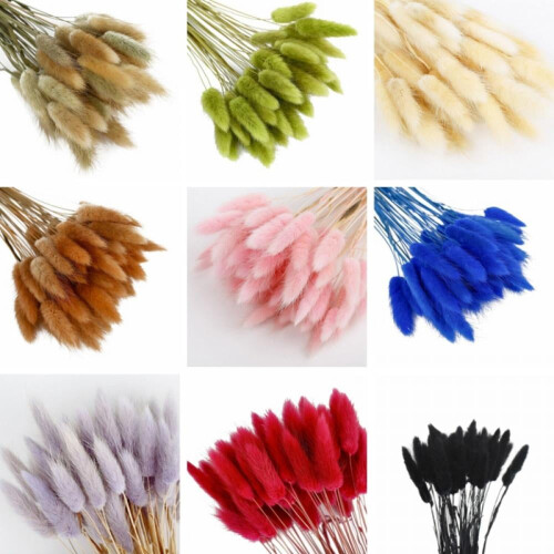 Fleurs séchées de queue de lapin (50 pièces) 1