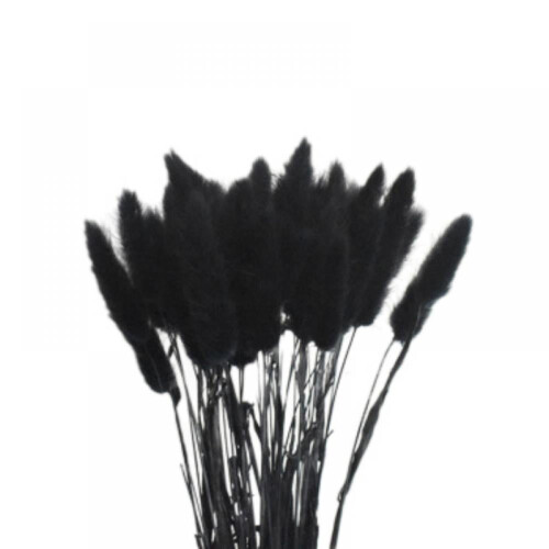Fleurs séchées de queue de lapin (50 pièces)