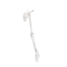 Strong PVC Upper Limb Skeleton-With shoulder blade left side