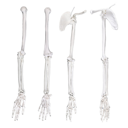 Strong PVC Upper Limb Skeleton-With shoulder blade  left side 1