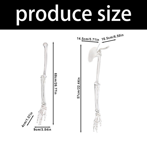 Strong PVC Upper Limb Skeleton-With shoulder blade  left side 2