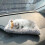 Mini gatto di peluche addormentato, a batteria 2