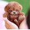 Chiot robot Milow, Milow - Mon chiot robot réaliste 2