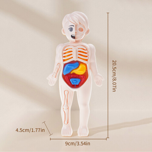 3D menselijk lichaam orgel assemblage puzzel educatief speelgoed 2