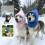 Adjustable Dog Hat For Winter Protections Warm Winter-Blue L 7
