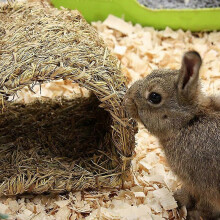 Caseta tipo túnel de hierba, tipo cabaña tejida, compatible con conejos y animales pequeños para poner huevos o dormir.