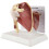 Human Skeleton Shoulder Scapula Clavicle Muscle Joint Functional Ligament Teaching Aid Model 1