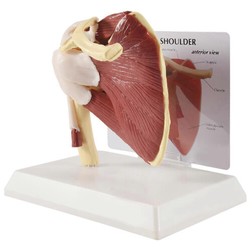 Human Skeleton Shoulder Scapula Clavicle Muscle Joint Functional Ligament Teaching Aid Model