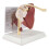 Human Skeleton Shoulder Scapula Clavicle Muscle Joint Functional Ligament Teaching Aid Model 2
