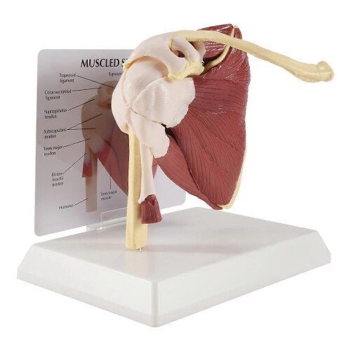 Human Skeleton Shoulder Scapula Clavicle Muscle Joint Functional Ligament Teaching Aid Model 1