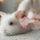 Escova para animais de estimação com cabo, compatível com cães e gatos, para remover pelos soltos e nós. 2